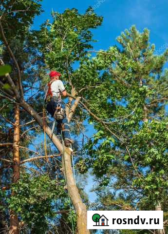 Спил деревьев Каменск-Шахтинский - изображение 1