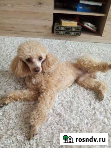 Той-пудель вязка Курск - изображение 1