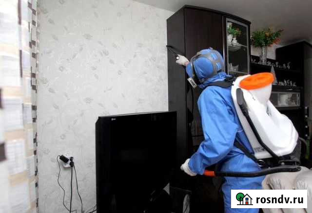 Обработка от тараканов, клопов, блох Бор Бор - изображение 1