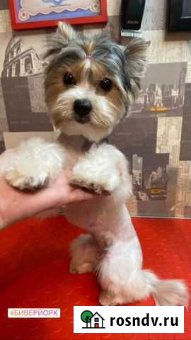 Груминг собак Всеволожск - изображение 1