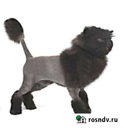 Удобная стрижка кошек Иркутск - изображение 1