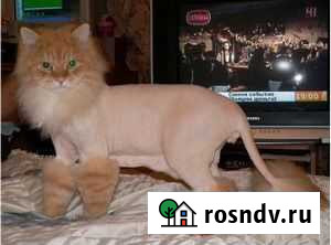 Подстригу вашего котика Ачинск - изображение 1