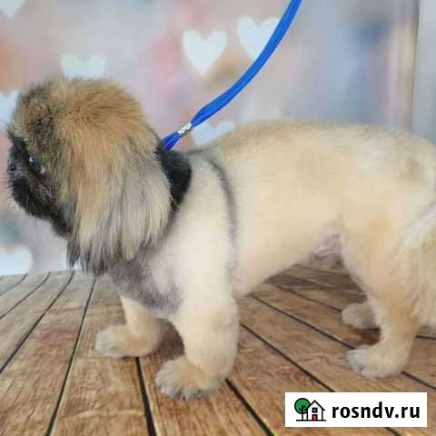 Груминг-Стрижка кошек и собак Новый Уренгой - изображение 1