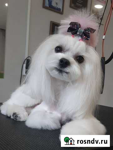 Стрижка собак Чита - изображение 1