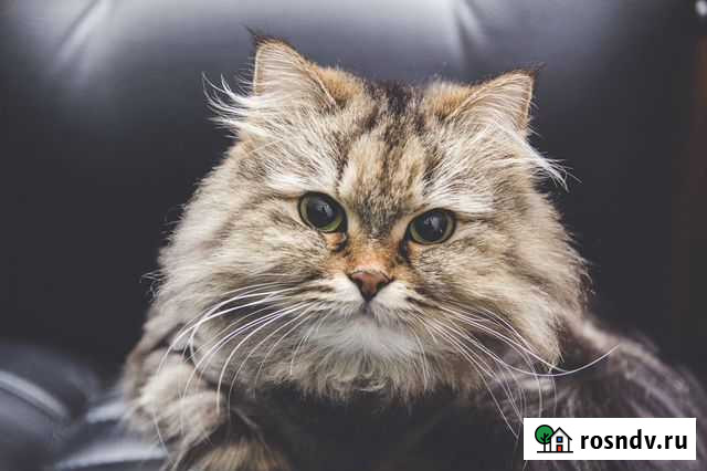 Передержка кошек Ижевск - изображение 1