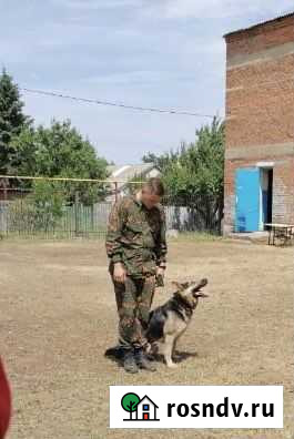 Дрессировка собак кинолог Хабаровск - изображение 1