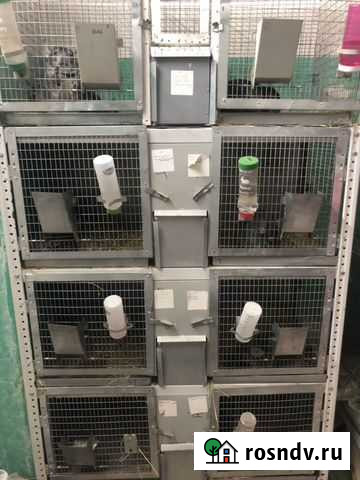 Продаётся шиншилловая ферма Волжский - изображение 1
