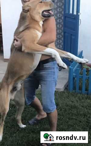 Вязка Алабая Ивня - изображение 1