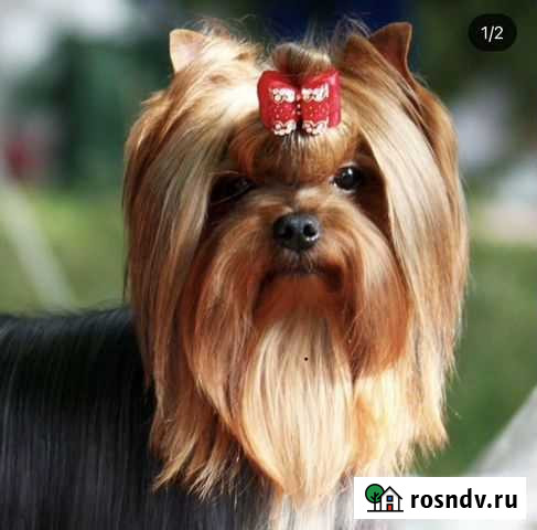 Стрижка собак и кошек. Опытный кинолог Тула - изображение 1