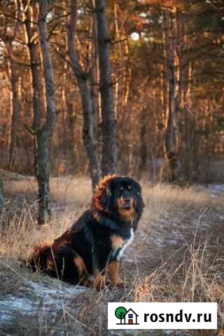 Фото сессия с собакой Белгород - изображение 1