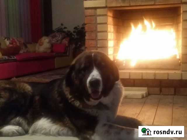 Вязка Азиат Барнаул - изображение 1