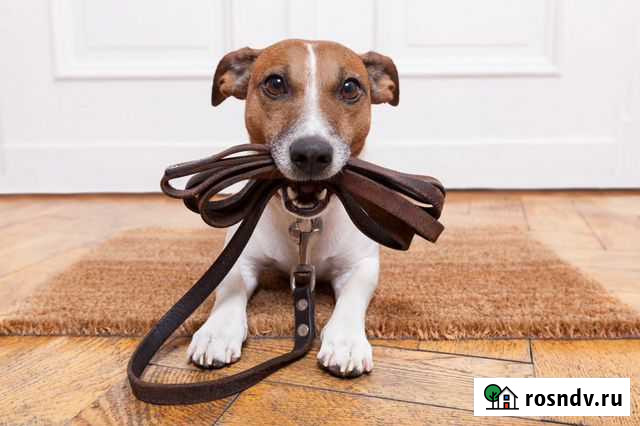 Выгул собак Пенза - изображение 1