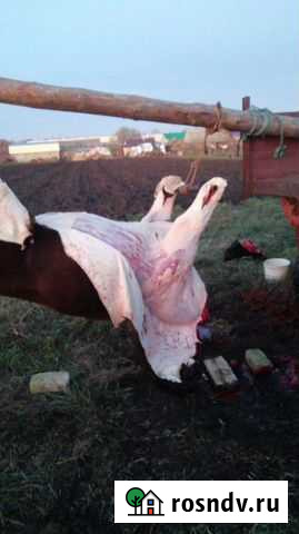 Забой скота Старотимошкино - изображение 1