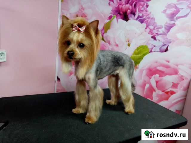 Стрижка собак и кошек Нерехта - изображение 1