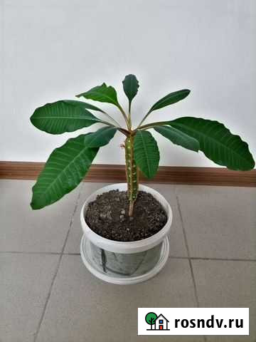 Комнатные цветы Лабинск - изображение 1