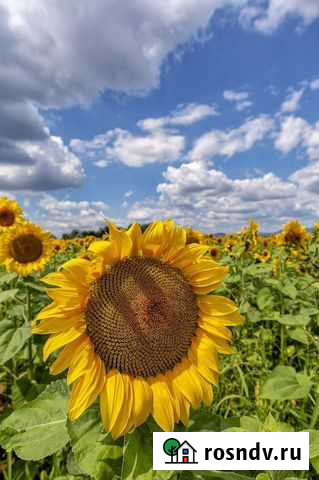 Подсолнечник масличный Котовск - изображение 1