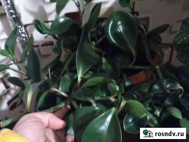 Цветок Курск - изображение 1