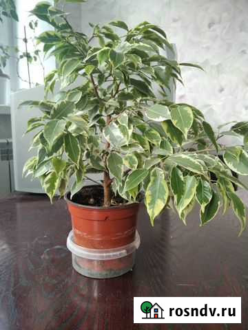 Фикус Бенджамина пестролистный, фикус Бендж. Обыкн Нижний Новгород - изображение 1