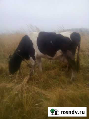 Коровы Почеп - изображение 1
