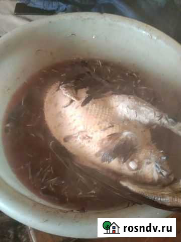 Продам мясо индоутки муларды Юрга - изображение 1