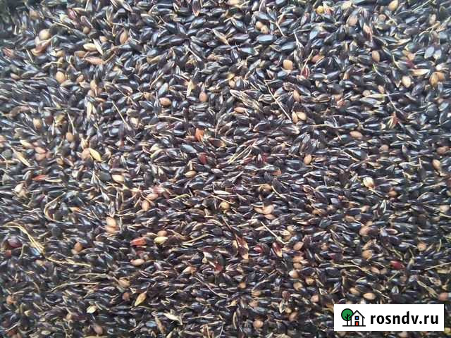 Семена многолетних трав Урюпинск - изображение 1