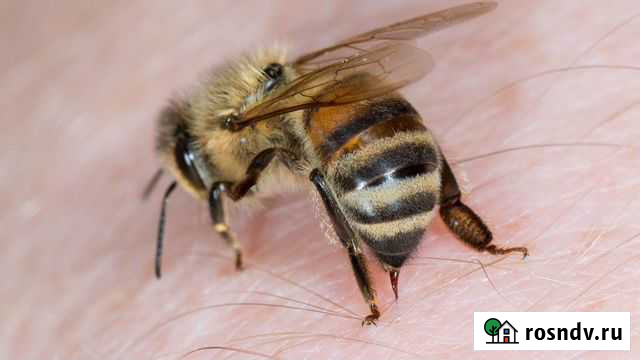 Пчелы для пчелоужаления в Санкт-Петербурге Санкт-Петербург - изображение 1