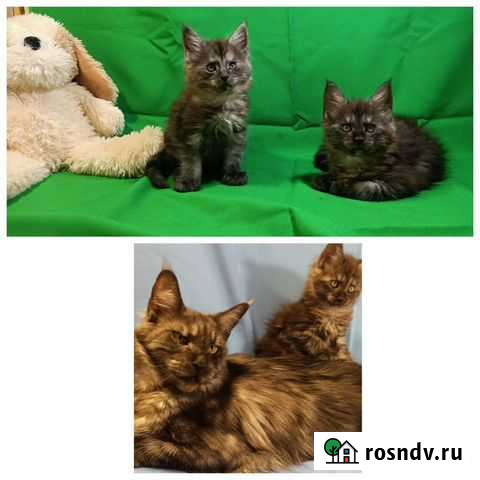 Котята Мейн-кун Тольятти - изображение 1