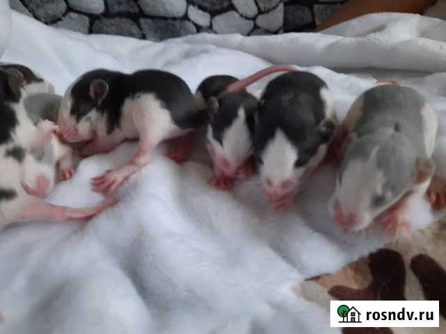 Крыса дамбо Красноярск - изображение 1