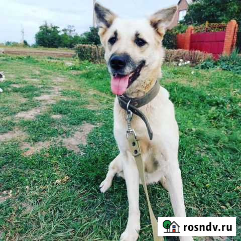 Собака ищет семью Матвеев-Курган - изображение 1