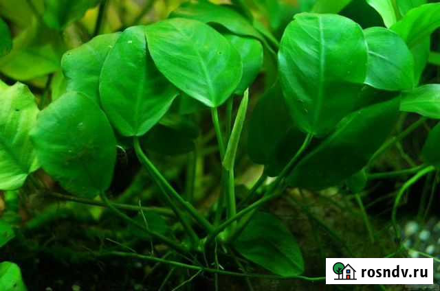 Аквариумные растения Липецк - изображение 1