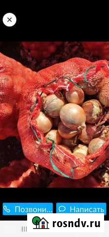 Лук оптом Варениковская - изображение 1