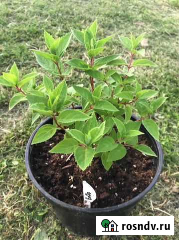 Гортензия Фряново - изображение 1