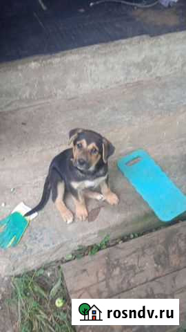 Собака в добрые руки щенок Дедовск - изображение 1
