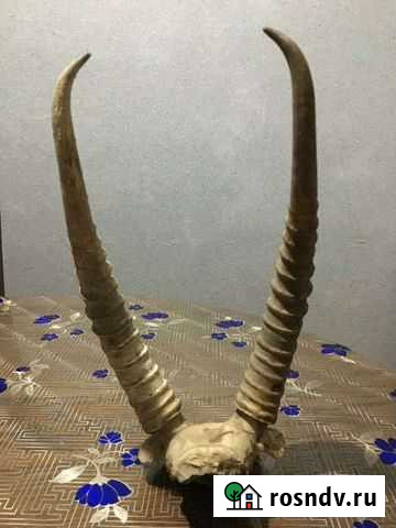 Рога Хасавюрт - изображение 1