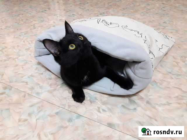 Домик для кошки, собаки и морской свинки Пушкино - изображение 1