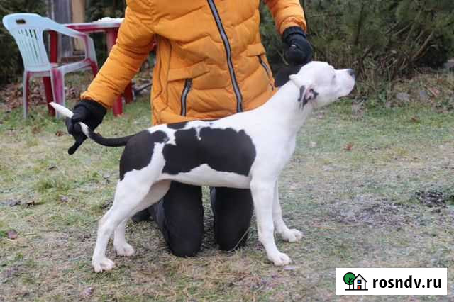 Собака Коммунар - изображение 1