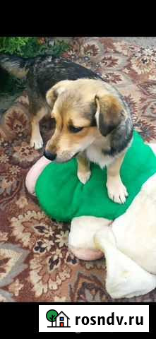Собаки бесплатно в добрые руки Белгород - изображение 1