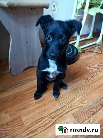 Собака в добрые руки дворняжка Липецк - изображение 1