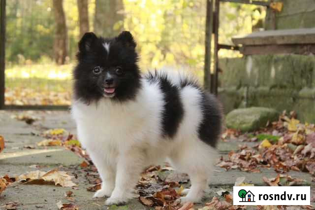 Цверг шпиц, 2 девочки, редкого окраса Санкт-Петербург - изображение 1