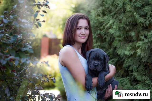 Кане Корсо Барнаул - изображение 1