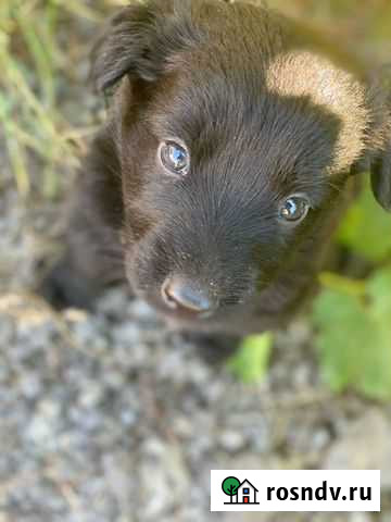 Щенки в самые добрые руки Волгоград - изображение 1