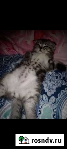 Шотландский котик Саратов - изображение 1