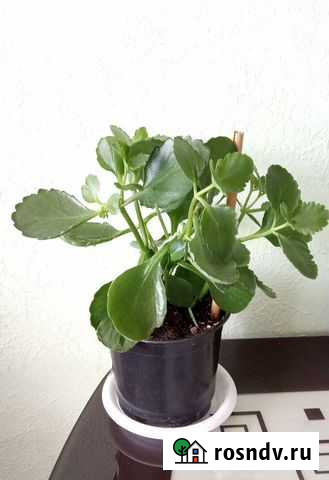 Каланхоэ цветущий сорт Блоссфельда Самара - изображение 1