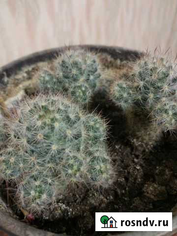 Кактусы Краснокамск - изображение 1