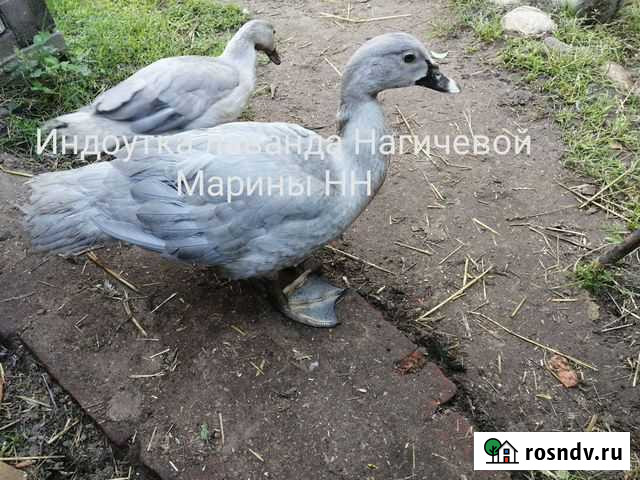 Семьи уток, утята Нижний Новгород - изображение 1