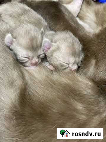 Бурманские котята Санкт-Петербург - изображение 1