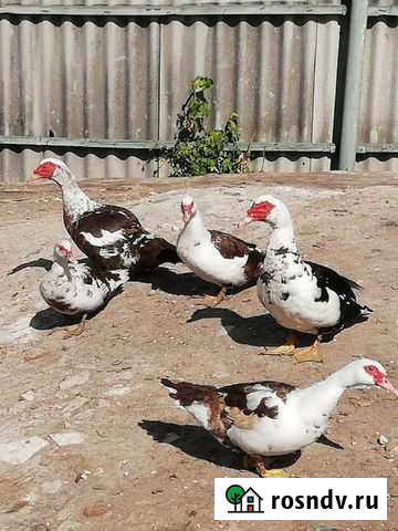 Мускусные утки семья Шебекино - изображение 1