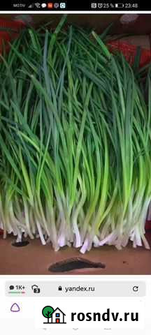 Зеленый лук оптом Белоярский - изображение 1