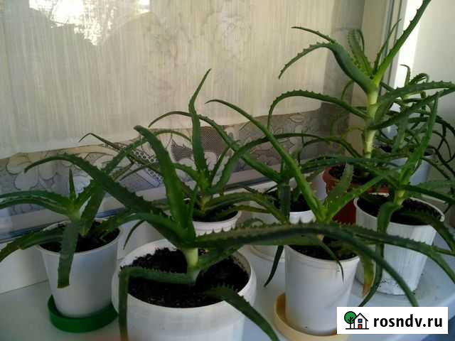 Алоэ Симферополь - изображение 1