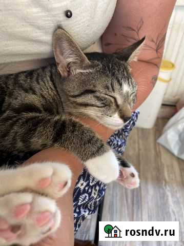 Котенок в добрые руки Санкт-Петербург - изображение 1